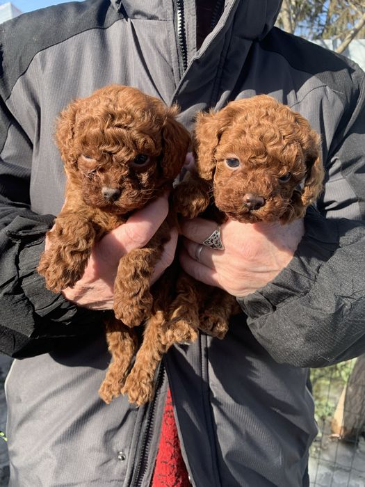 Солоденькі булочки китайські крові !