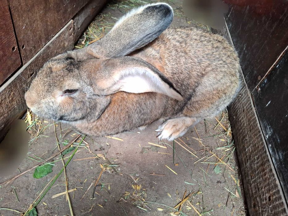 Wymienię dużego samca