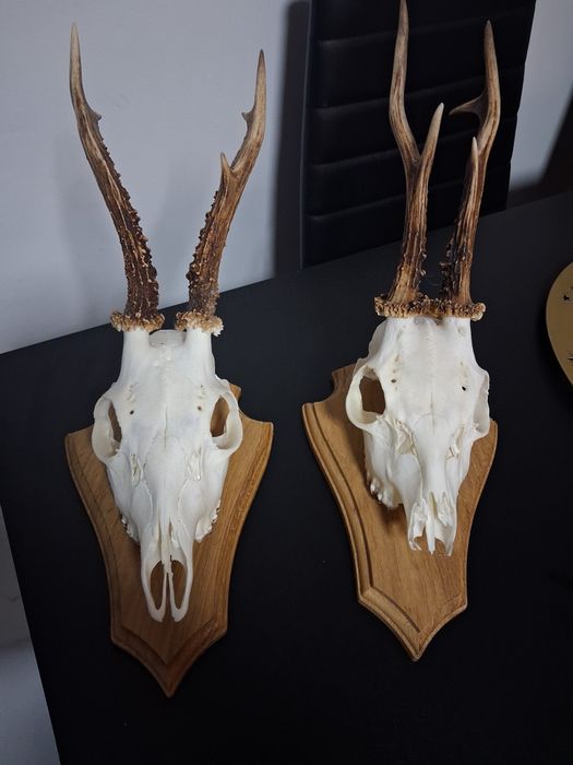 Poroże koziołka Okazja !