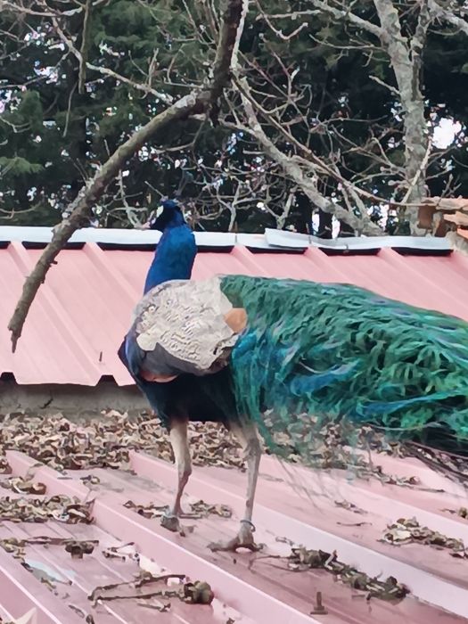 Pavões com 1 ano e com 3 anos