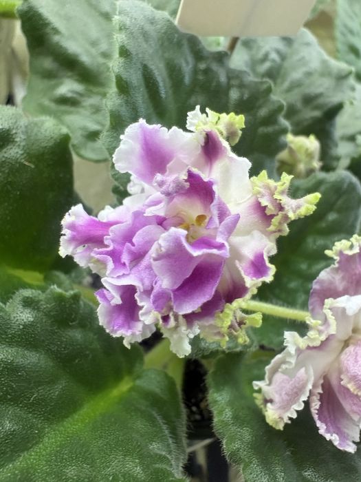 Фіалки розпродажа колекції