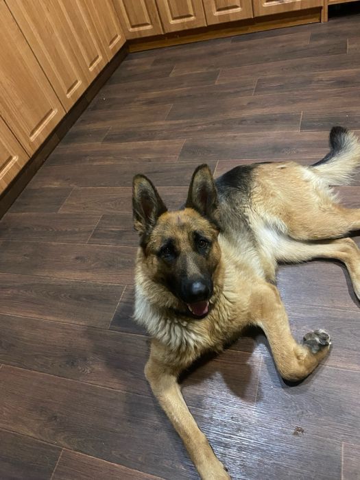 Отдам немецкую овчарку