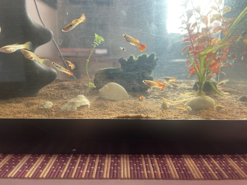 Guppy Peixe Saudáveis