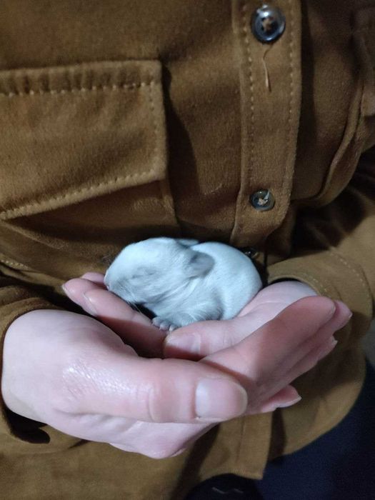 Pet Sitting / Home Sitting - Cuidadores/Tratadores