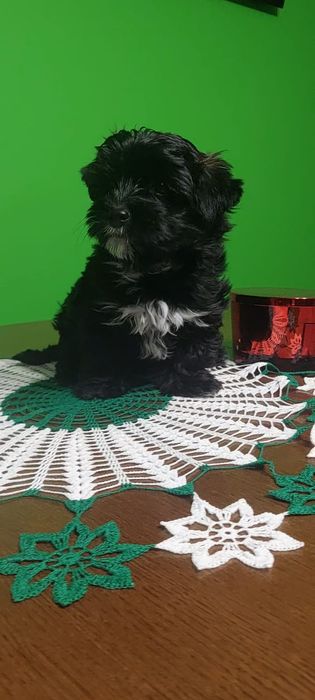 Yorkshire terrier Black