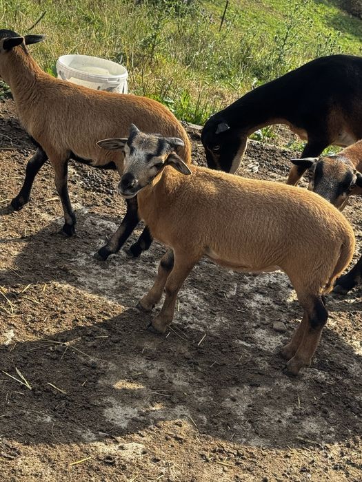 Tryki i Owce Kameruńskie