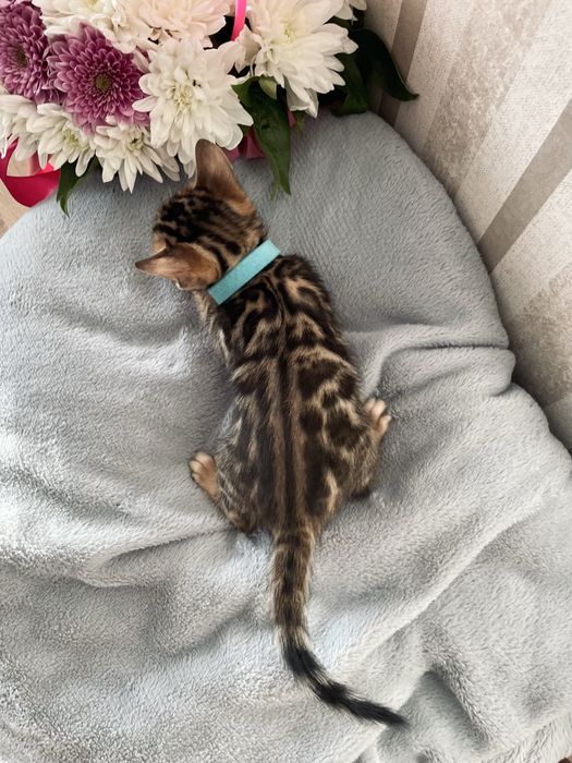 Бенгальські кошенята