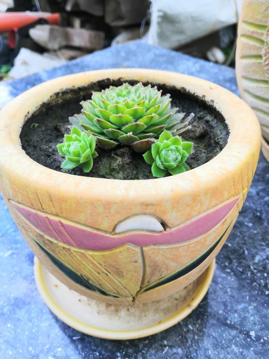 Кам'яна роза  молодило