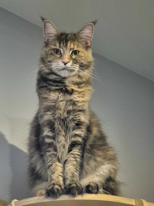 Kotka Maine Coon FPL