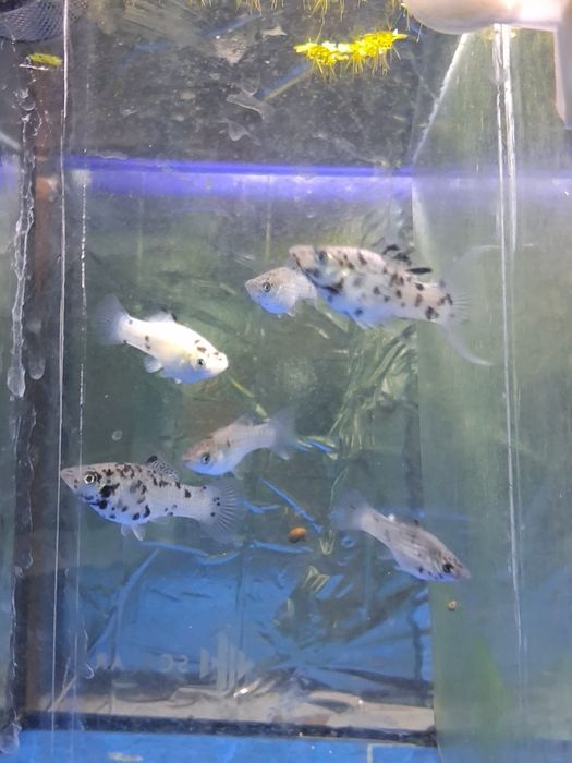 Peixes criaçao propria
