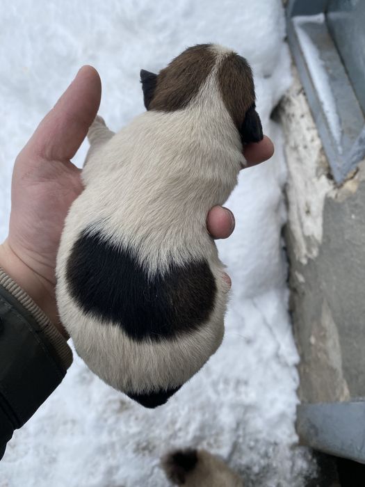 Фокстерєри дуже гарні друзі і охотніки дуже добре ладять з дітками