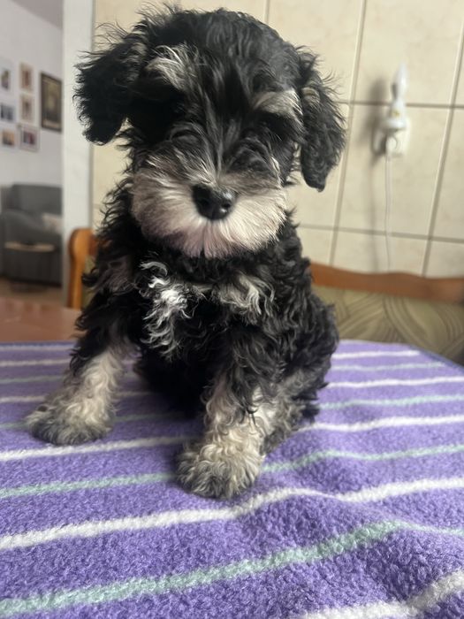 Sznaucerki miniaturki ZK w P FCI