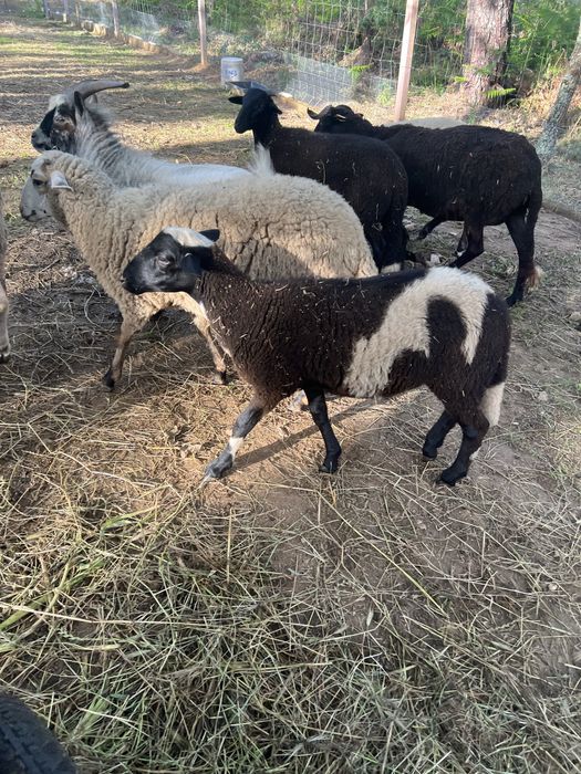 Borregas/Ovelhas