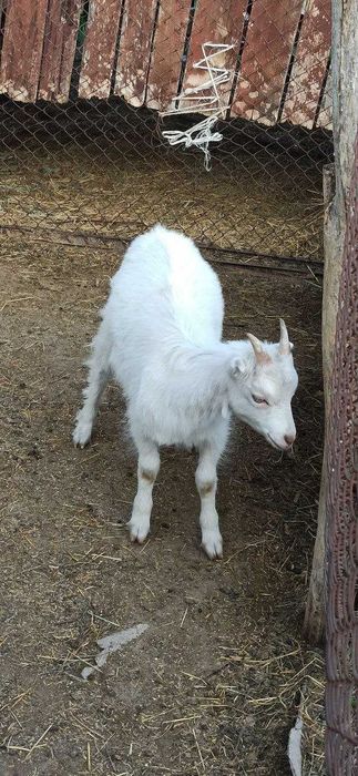 Продам молодих кіз. Процентні Ламанчі.