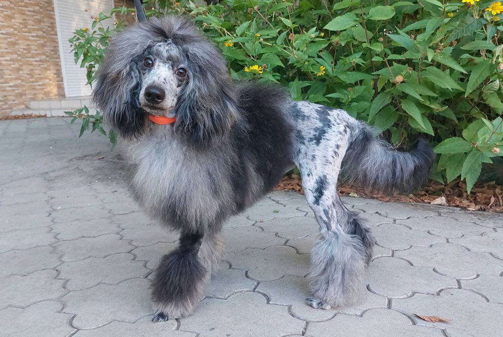 Мармурові Хлопчики Пудель МЕРЛЄ