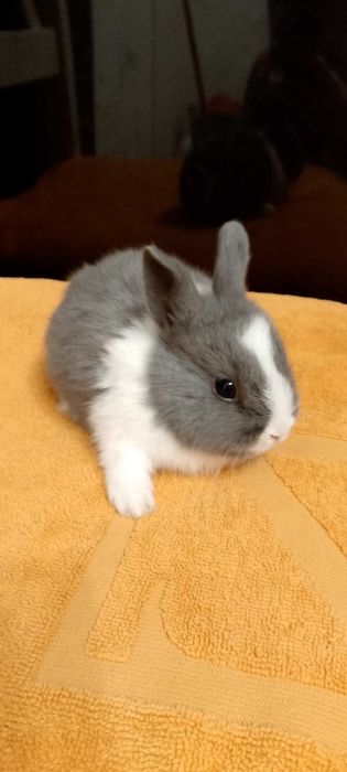 Króliczki miniaturki