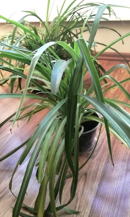 2. Хлорофітум 3 куща вазон хлорофитум темний смугастий