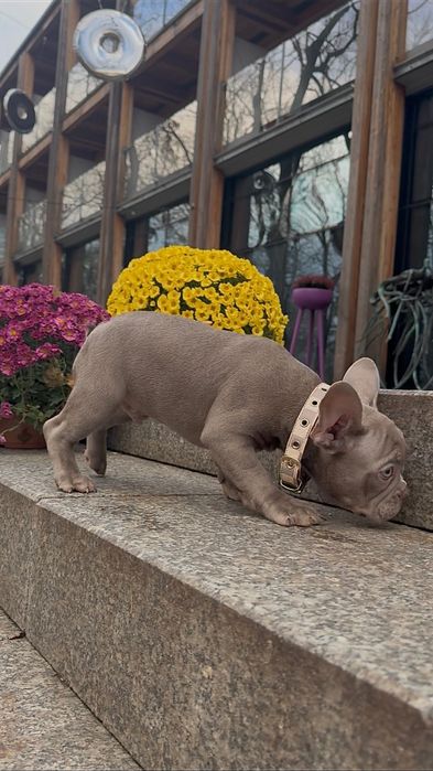 Buldog Francuski chłopak New shade Isabella