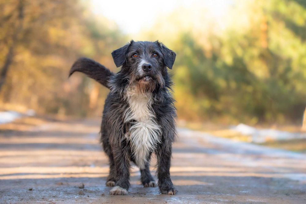 GOLEX - mały wesoły piesek poleca się do adopcji