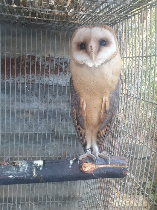 Aves para criar a mão