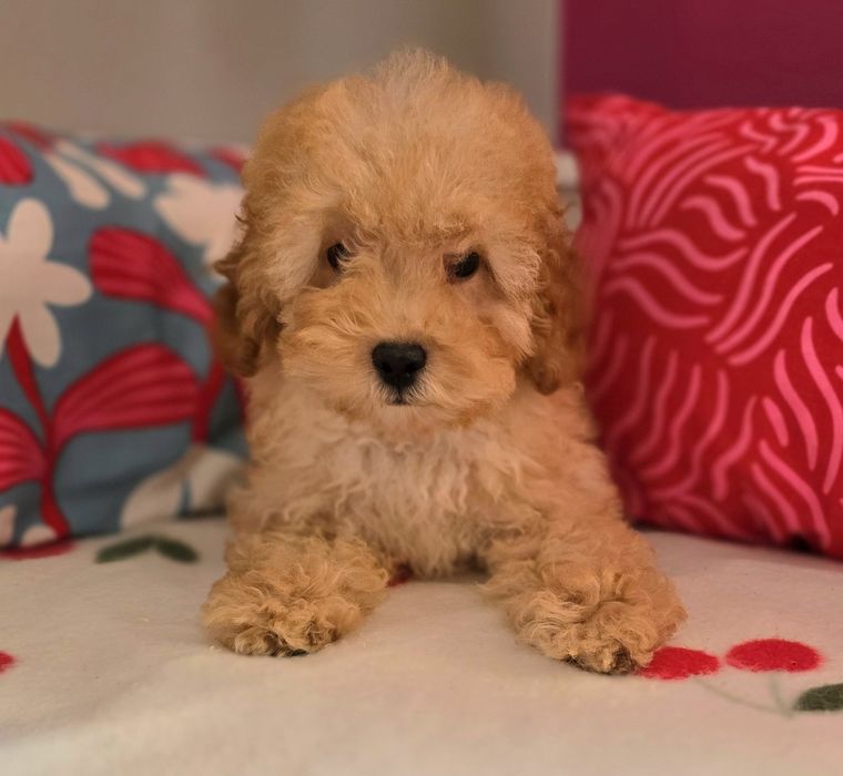Piesek maltipoo !