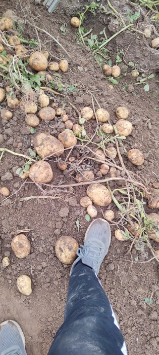 Ziemniaki Soraya oraz Bellarosa