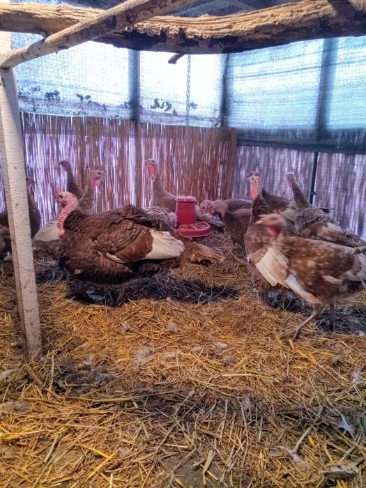 Суточные и подрощеные индюки.В наличии.