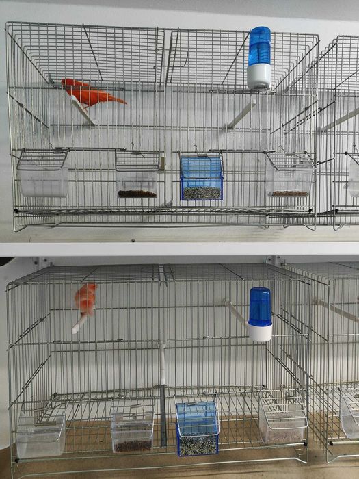 Casal Reprodutor de Canários Vermelhos