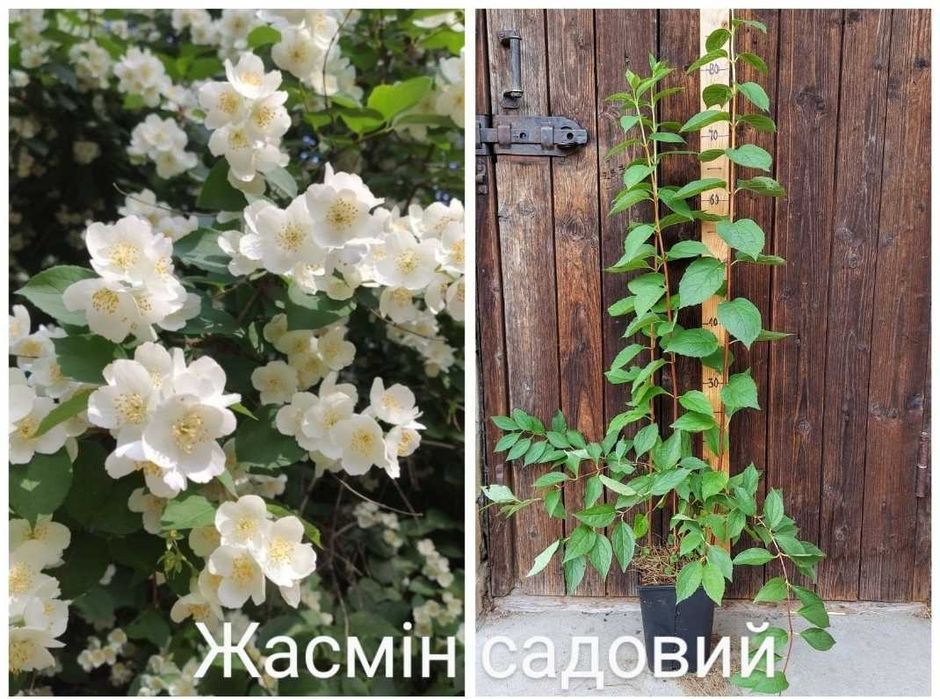 жасмін; спірея Вангутта, спірея японська;спірея верболистна