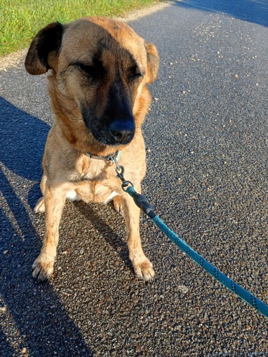 Maja - Cadelinha Malinois de 3 anos para adoção/venda