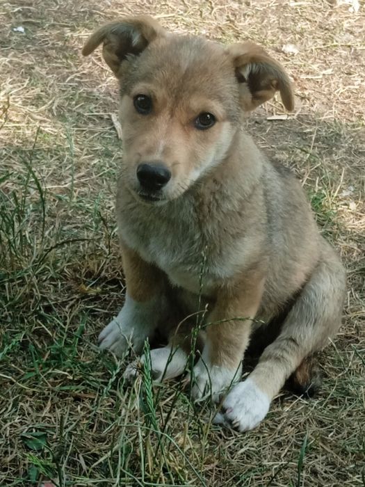 Шукаю сім'ю для хлопчика