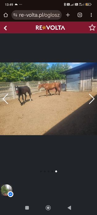 Sprzedam klacz rodzinna