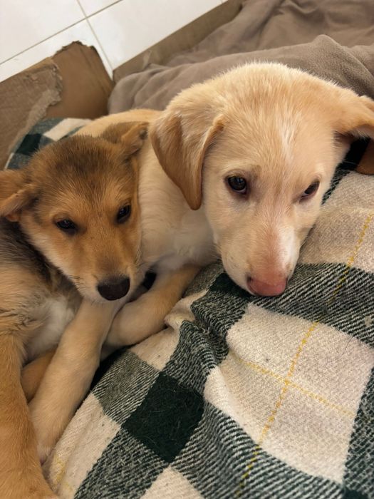 Bebés para adoção responsável