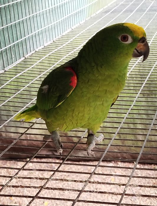 Amazona ochrocephala
