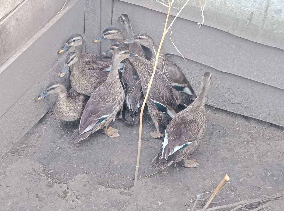 Качка індійська строкатодзьоба