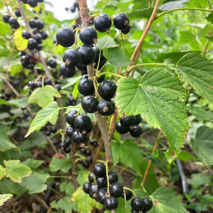Догляд за садом. Послуги професійного садівника. Ландшафтні роботи