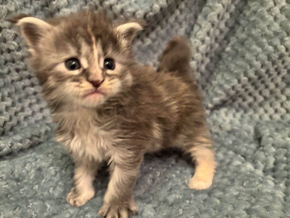 Kocięta Maine coon z rodowodem FPL