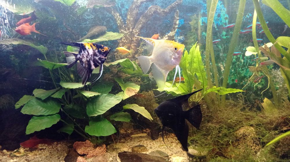 Akwarium 220l z szafką i naturą w bardzo dobrym stanie.