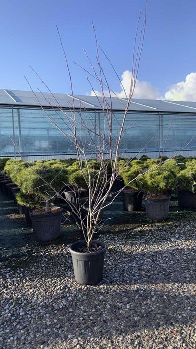 Świdośliwa lamarcka / Amelanchier lamarckii - wielopniowa HURT/DETAL