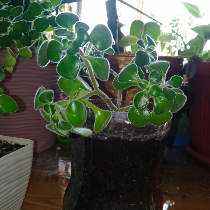 Аихризон дерево любви