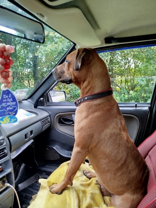 Американський Пітбуль в'язка. Наречена