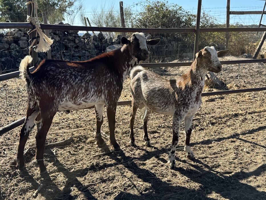Chibos floridos 10 e 4 meses