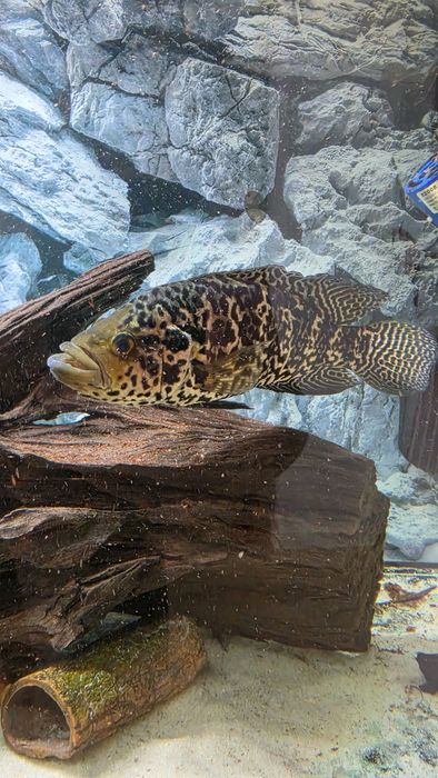 Jaguar (Parachromis Manguensis)