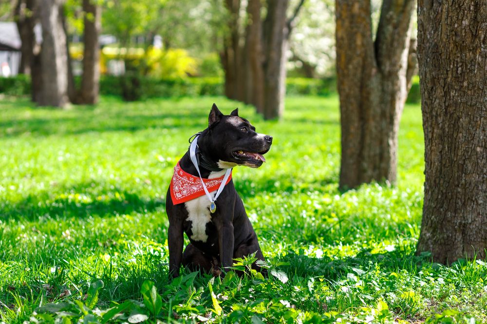 Імпозантний пітбультерʼєр для зʼйомок
