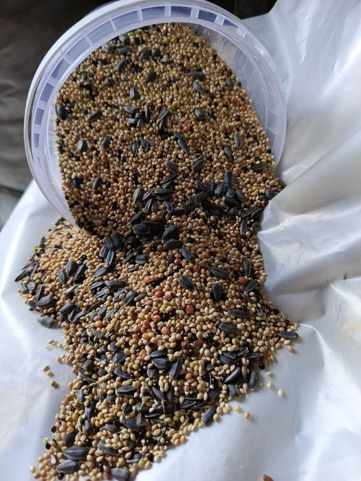 Насіння збалансоване в контейнері та на вагу