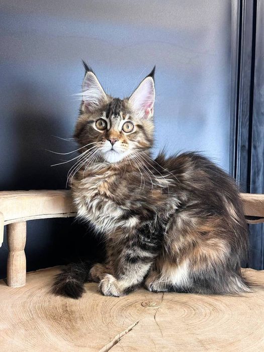 Мармурова дівчина  з правом розведення