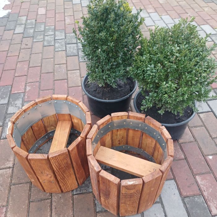 Кашпо з Самшитом, для саду, тераси