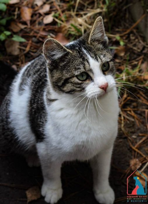 Rajo 264/25 - SZUKA DOMU!