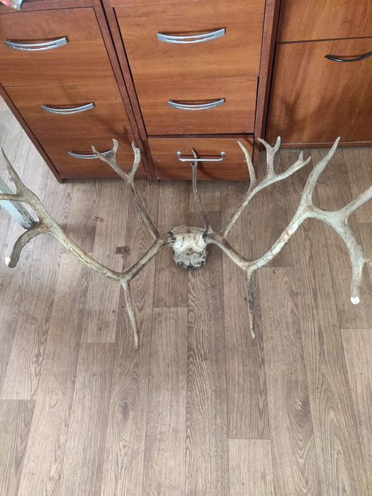 Роги косулі необроблені