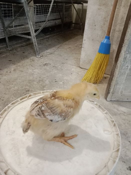 Продам курчат мясояічні породи